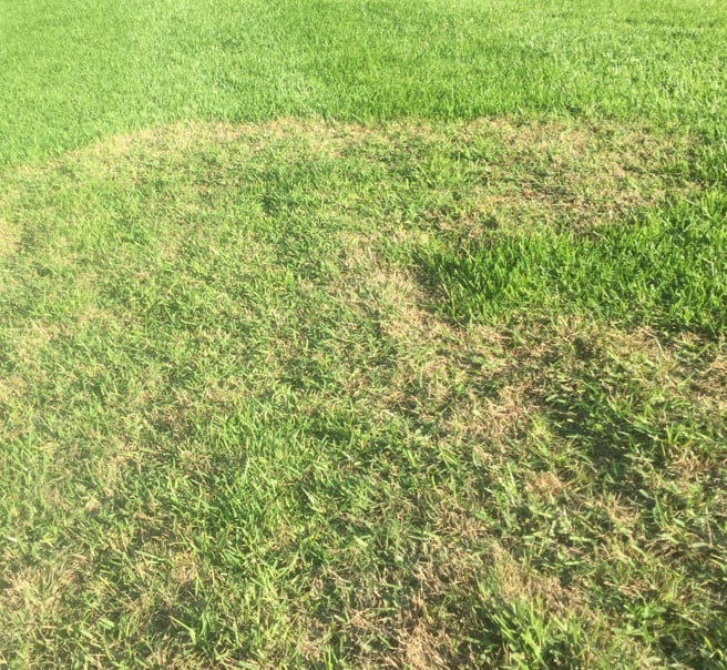 Green grass with a yellowing patch.
