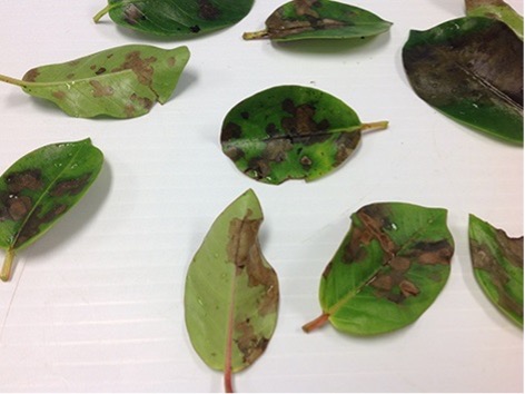 Green leaves with brown patches.